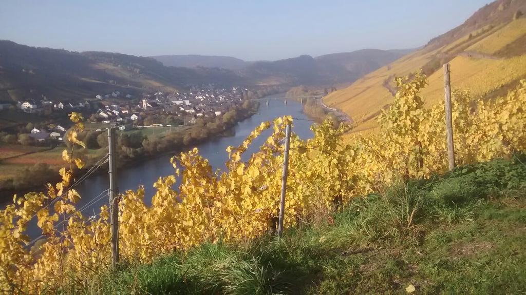 Weingut Matthias Dauns Apartment Reil Exterior foto