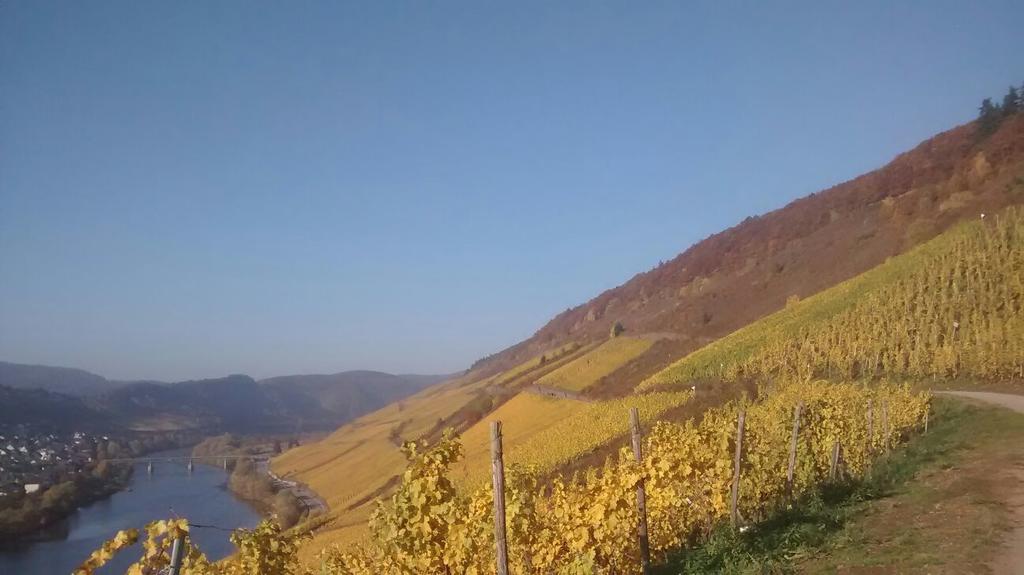 Weingut Matthias Dauns Apartment Reil Exterior foto
